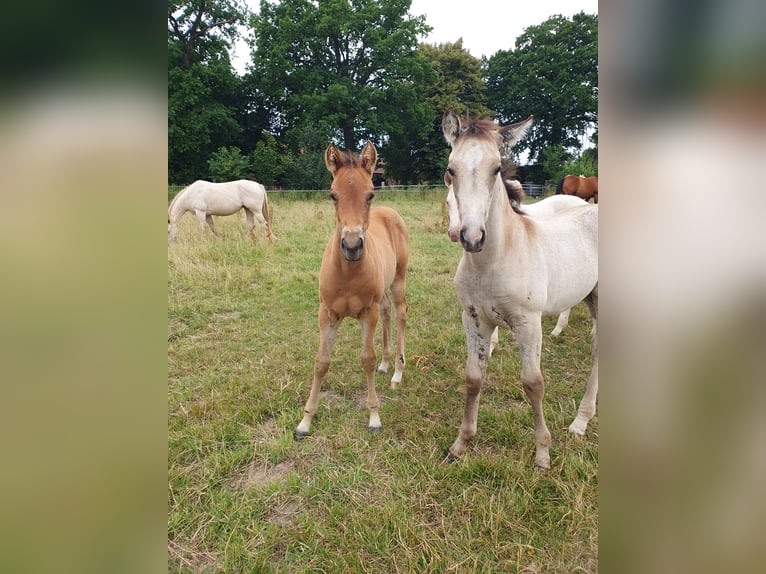 Azteca Stallion Foal (01/2025) 15,1 hh Brown in R&#xF6;dinghausen