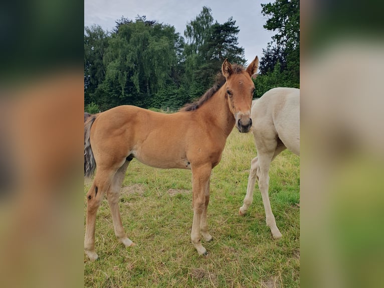 Azteca Stallion Foal (01/2025) 15,1 hh Brown in R&#xF6;dinghausen