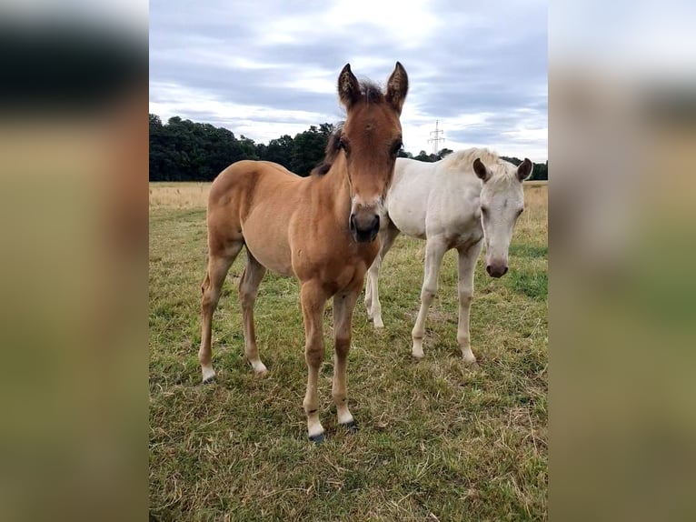 Azteca Stallion Foal (01/2025) 15,1 hh Brown in R&#xF6;dinghausen