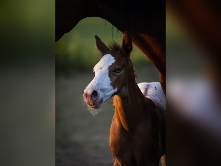 Azteca Stallion  15,2 hh Leopard-Piebald in Geldern