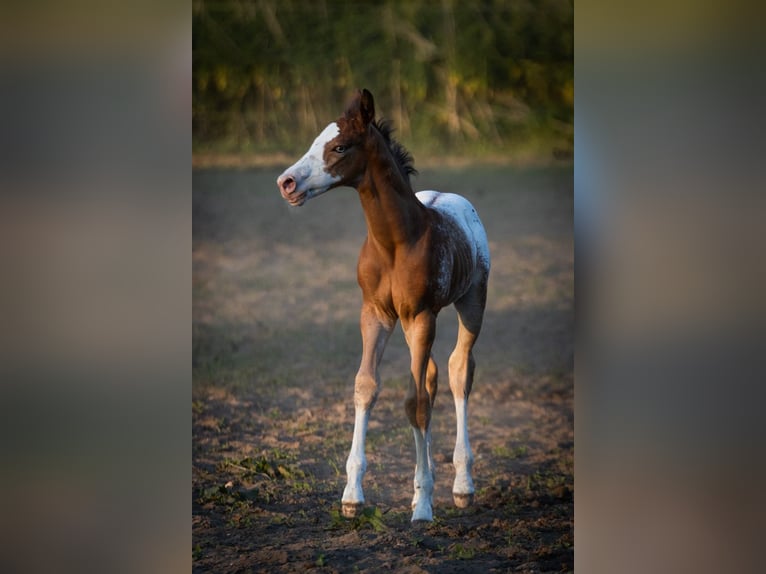 Azteca Stallion  15,2 hh Leopard-Piebald in Geldern