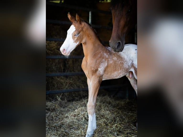 Azteca Stallion  15,2 hh Leopard-Piebald in Geldern