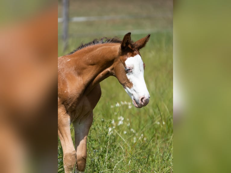 Azteca Stallion  15,2 hh Leopard-Piebald in Geldern