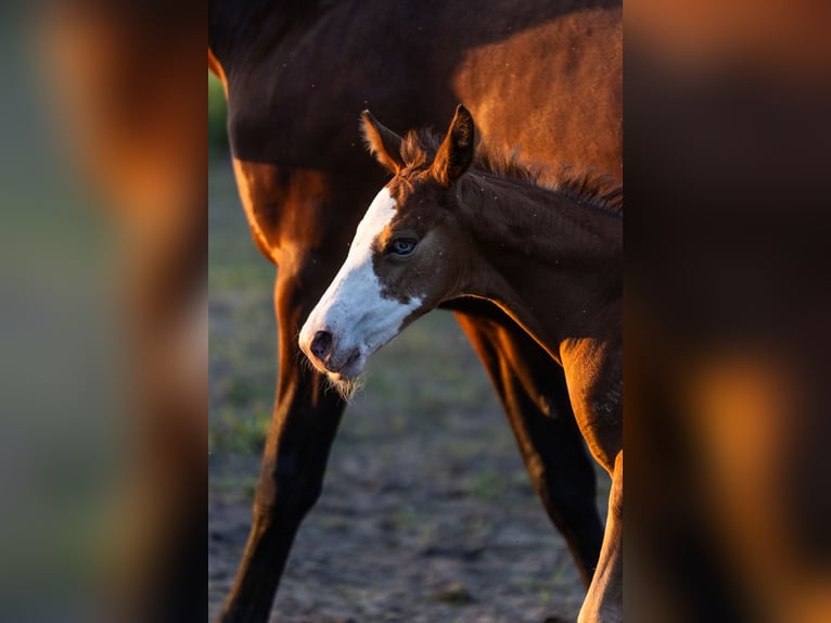 Azteca Stallion  15,2 hh Leopard-Piebald in Geldern