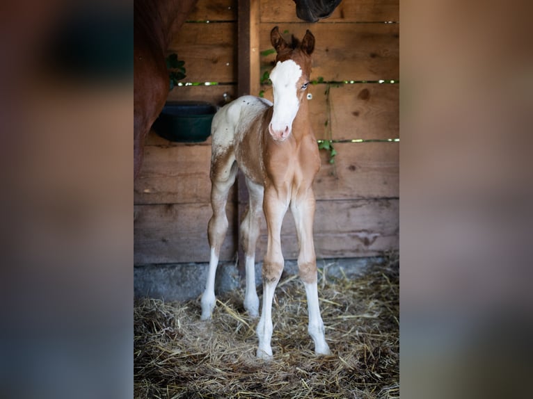 Azteca Stallion  15,2 hh Leopard-Piebald in Geldern