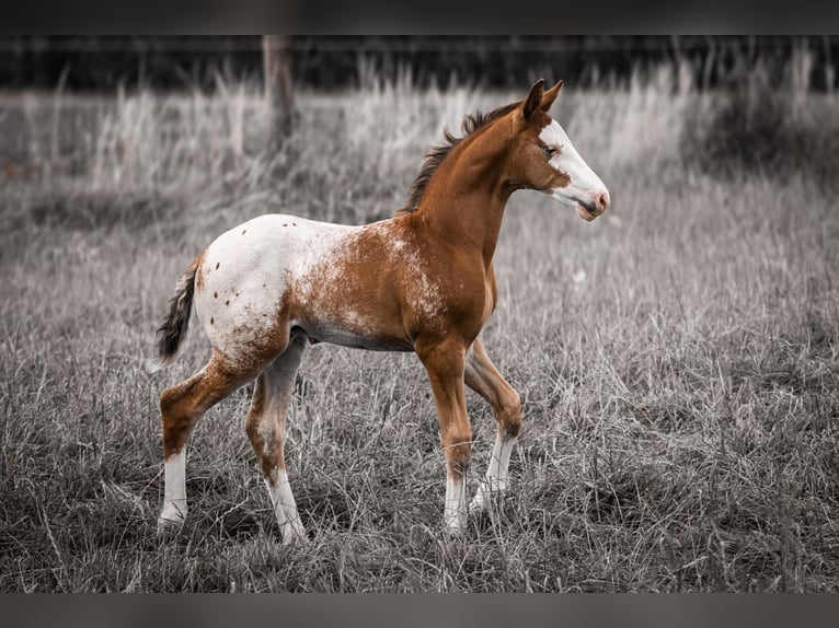 Azteca Stallion  15,2 hh Leopard-Piebald in Geldern