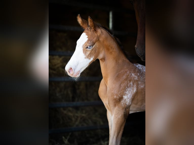 Azteca Stallion  15,2 hh Leopard-Piebald in Geldern