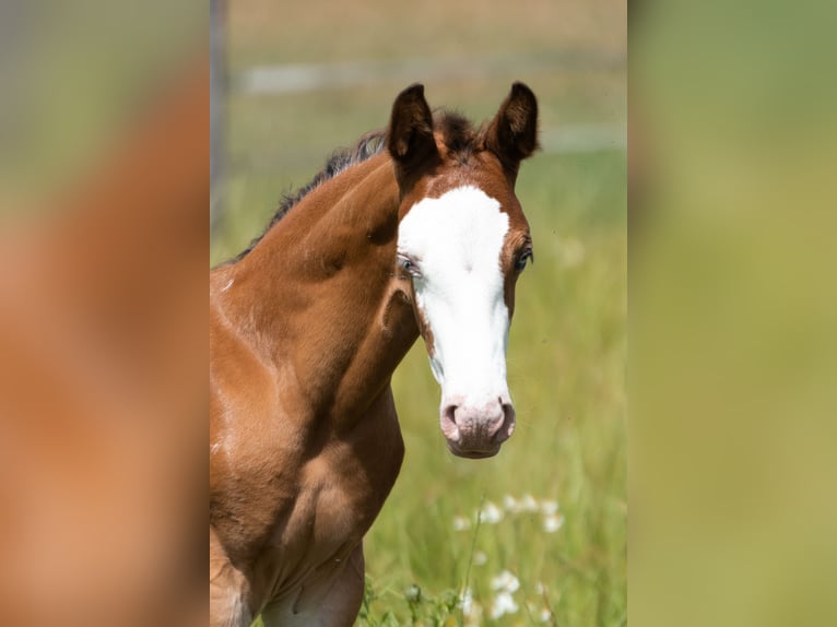 Azteca Stallion  15,2 hh Leopard-Piebald in Geldern