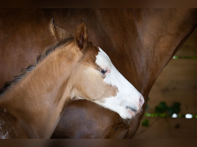 Azteca Stallion  15,2 hh Leopard-Piebald in Geldern