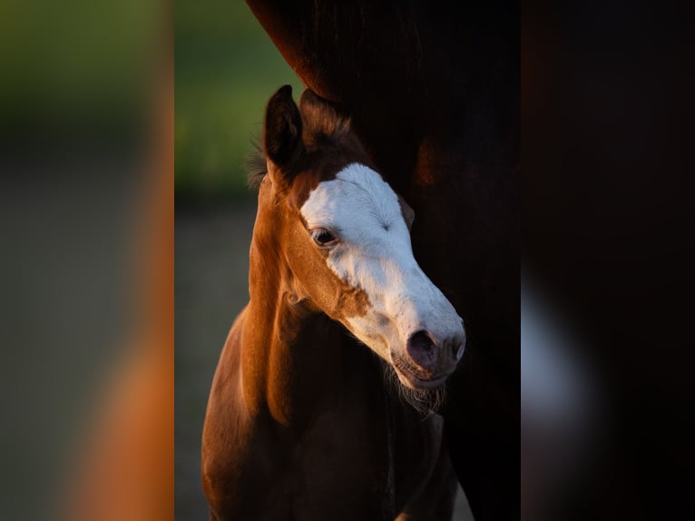 Azteca Stallion  15,2 hh Leopard-Piebald in Geldern