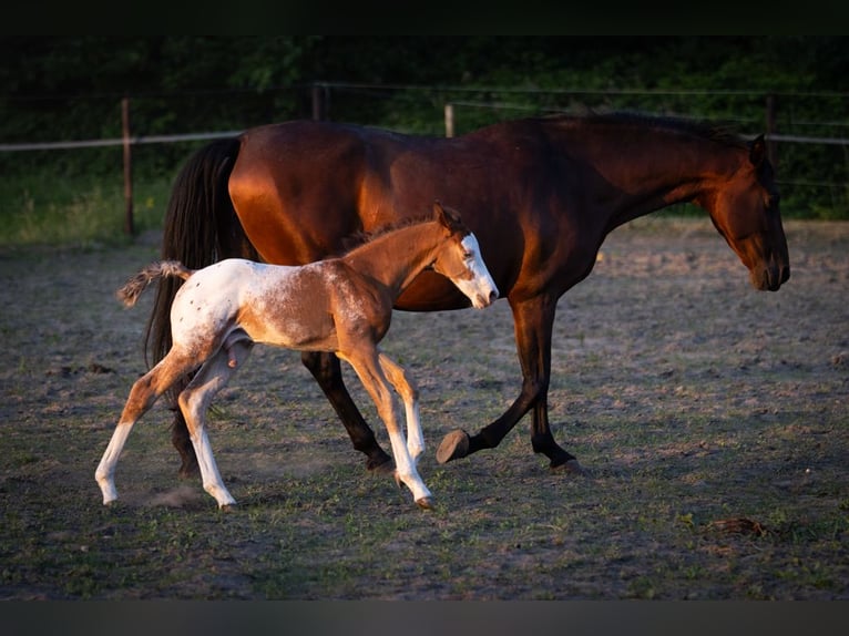 Azteca Stallion  15,2 hh Leopard-Piebald in Geldern