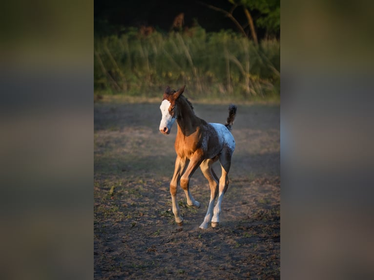 Azteca Stallion  15,2 hh Leopard-Piebald in Geldern