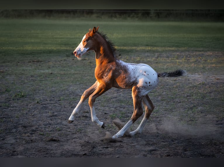 Azteca Stallion  15,2 hh Leopard-Piebald in Geldern