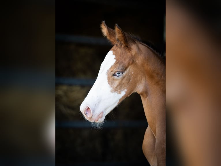 Azteca Stallion  15,2 hh Leopard-Piebald in Geldern