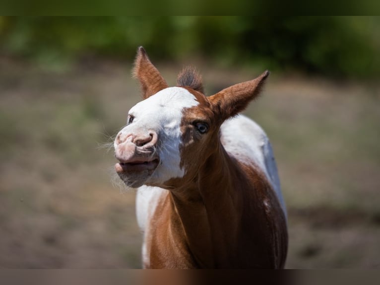 Azteca Stallion  15,2 hh Leopard-Piebald in Geldern