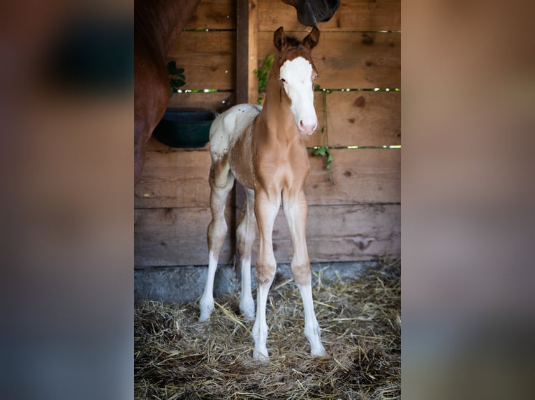 Azteca Stallion  15,2 hh Leopard-Piebald in Geldern