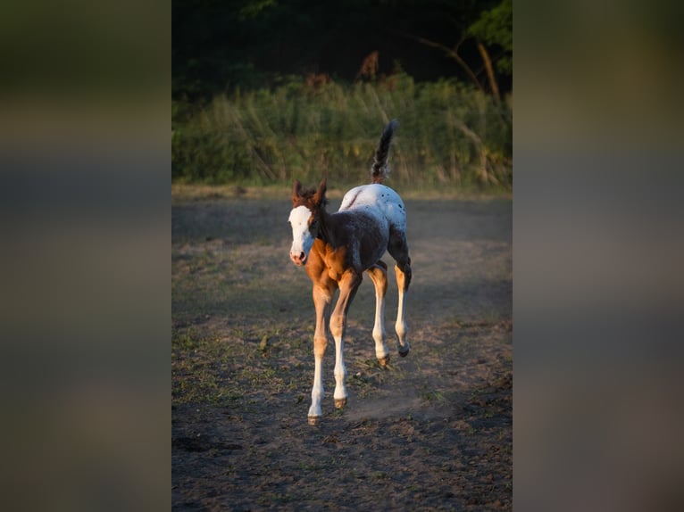 Azteca Stallion  15,2 hh Leopard-Piebald in Geldern