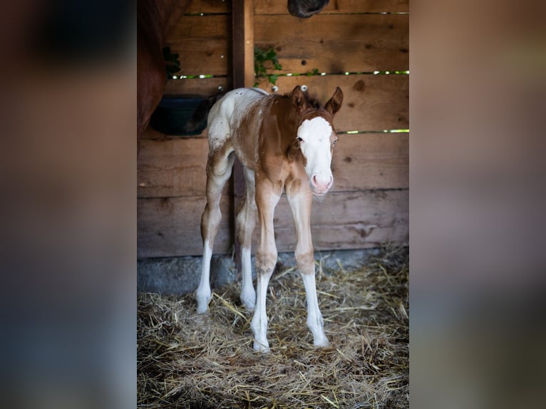Azteca Stallion  15,2 hh Leopard-Piebald in Geldern