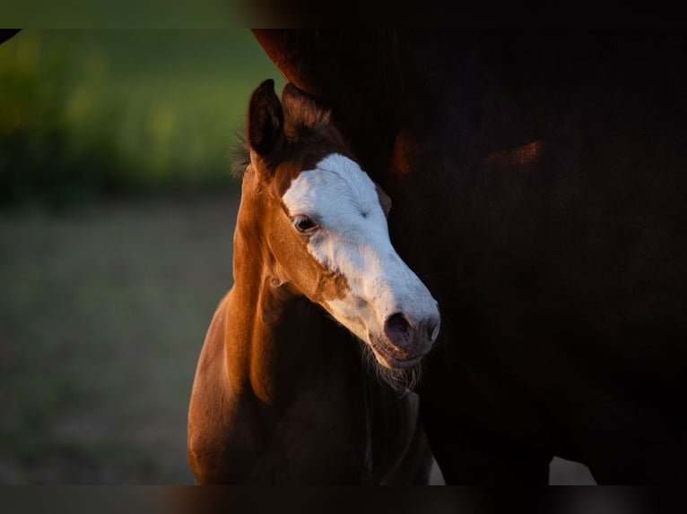 Azteca Stallion  15,2 hh Leopard-Piebald in Geldern