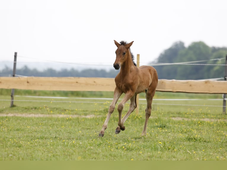 Azteca Stallion Foal (04/2024) 16 hh Brown in Rödinghausen