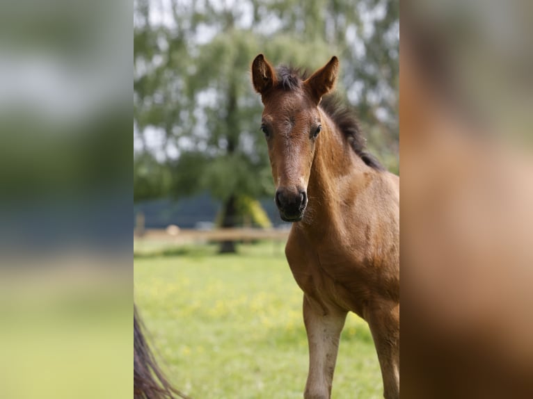 Azteca Stallion Foal (04/2024) 16 hh Brown in Rödinghausen