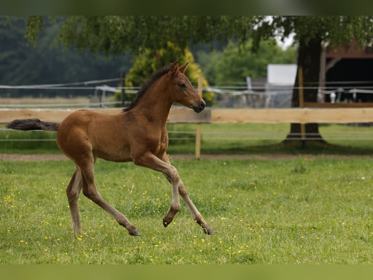 Azteca Stallion Foal (04/2024) 16 hh Brown in Rödinghausen