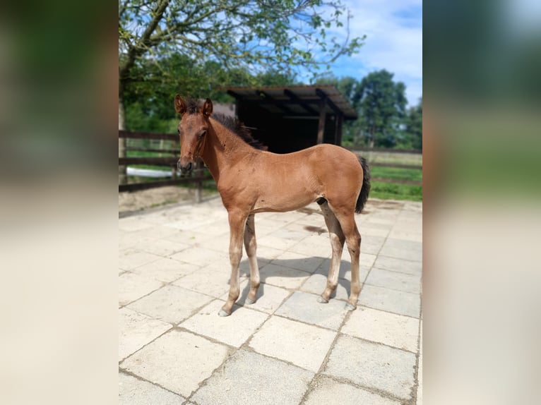 Azteca Stallion Foal (04/2024) 16 hh Brown in Rödinghausen