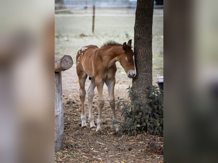 Azteca Stallion Foal (05/2026) 16 hh Leopard-Piebald in Geldern