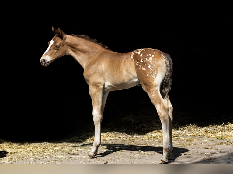 Azteca Stallion Foal (05/2026) 16 hh Leopard-Piebald in Geldern