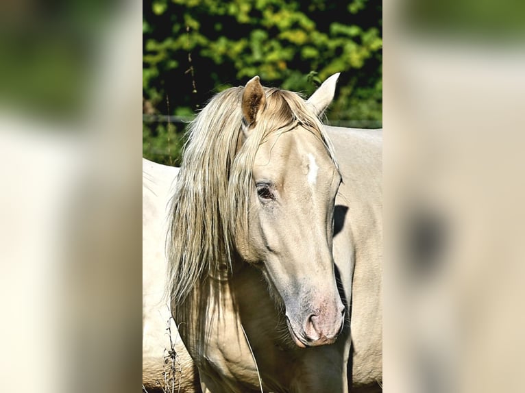 Azteca Stallion Foal (05/2026) 16 hh Pearl in Rödinghausen
