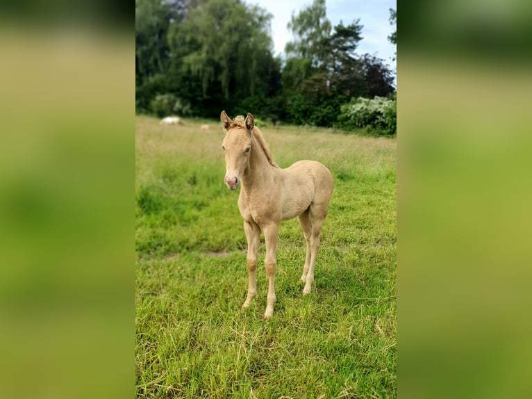 Azteca Stallion Foal (05/2026) Pearl in Rödinghausen