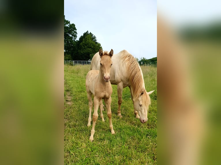 Azteca Stallion Foal (05/2026) Pearl in Rödinghausen