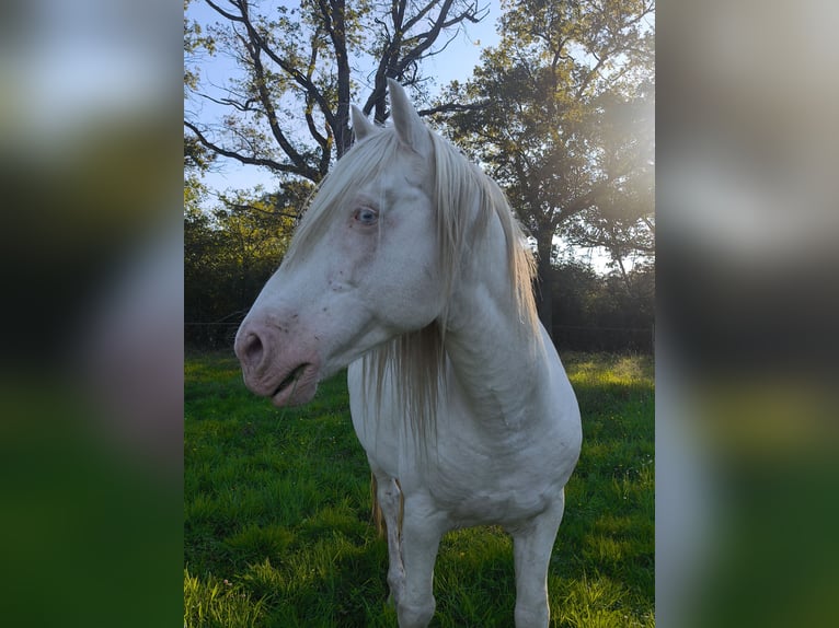 Azteca Mix Stallone 15 Anni 151 cm Cremello in Feurs