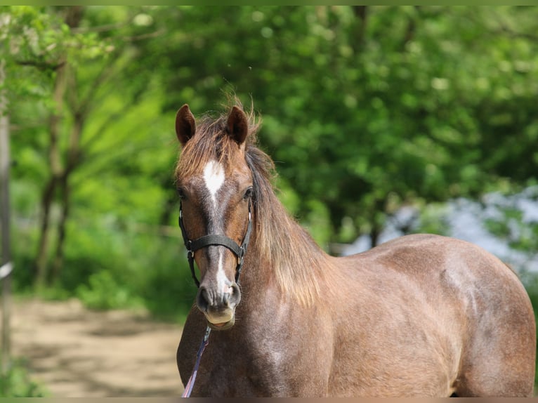 Azteca Stallone 1 Anno 125 cm Grigio in Kisbér