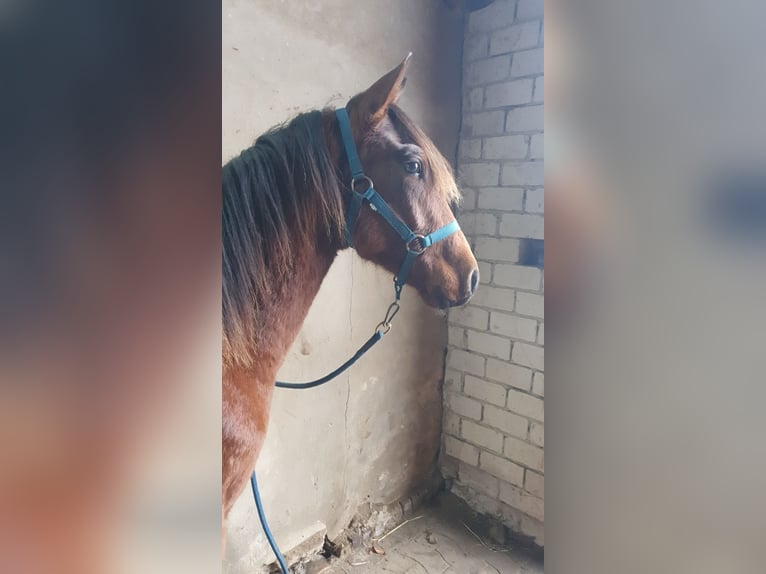 Azteca Stallone 1 Anno 158 cm Baio in R&#xF6;dinghausen