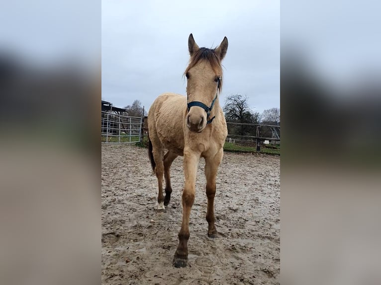 Azteca Stallone 2 Anni 155 cm Champagne in Bünde