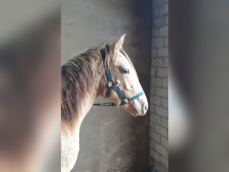 Azteca Stallone 2 Anni 155 cm Champagne in Bünde