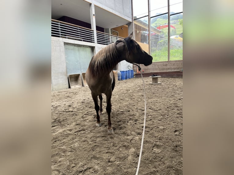 Azteca Stallone 3 Anni 150 cm Grullo in Blankenheim