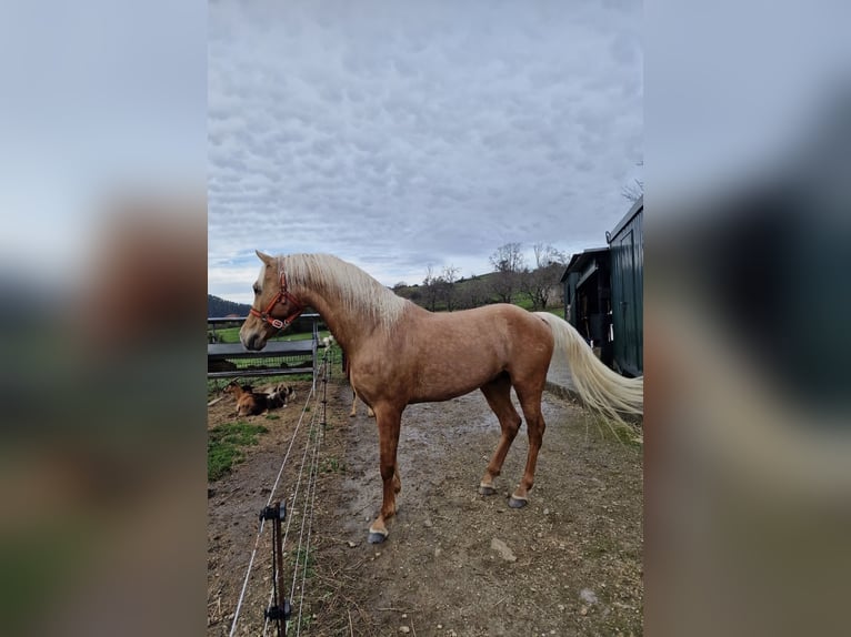 Azteca Mix Stallone Pearl in Candamo