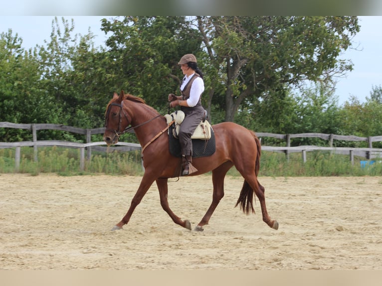 Azteca Mix Stallone Puledri
 (05/2024) 150 cm Sauro in Lutzmannsburg