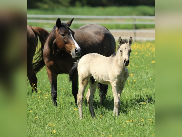 Azteca Stallone  155 cm Pelle di daino in Waldshut-Tiengen