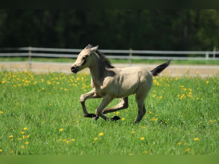 Azteca Stallone  155 cm Pelle di daino in Waldshut-Tiengen