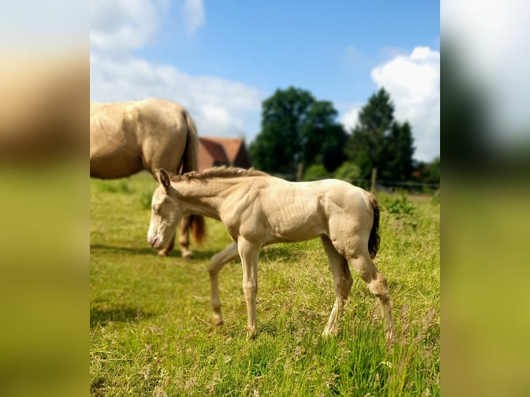 Azteca Stallone Puledri (05/2026) 156 cm Champagne in Rödinghausen