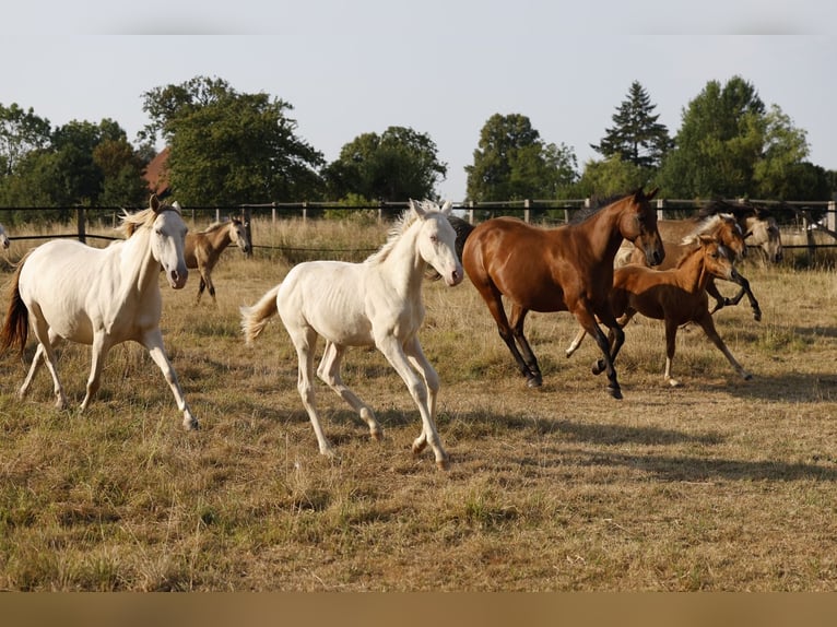 Azteca Stallone Puledri (05/2026) 157 cm Pearl in Rödinghausen