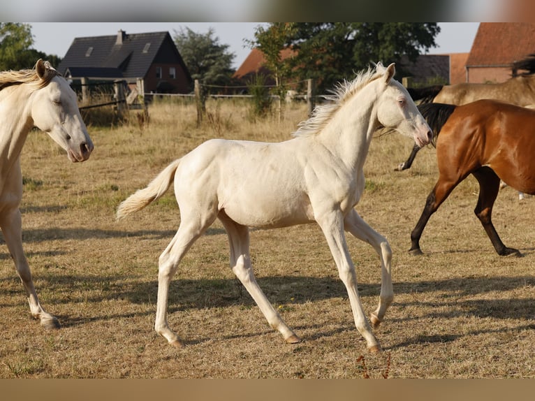 Azteca Stallone Puledri (05/2026) 157 cm Pearl in Rödinghausen