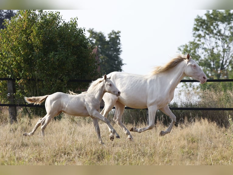 Azteca Stallone Puledri (05/2026) 158 cm Champagne in Rödinghausen
