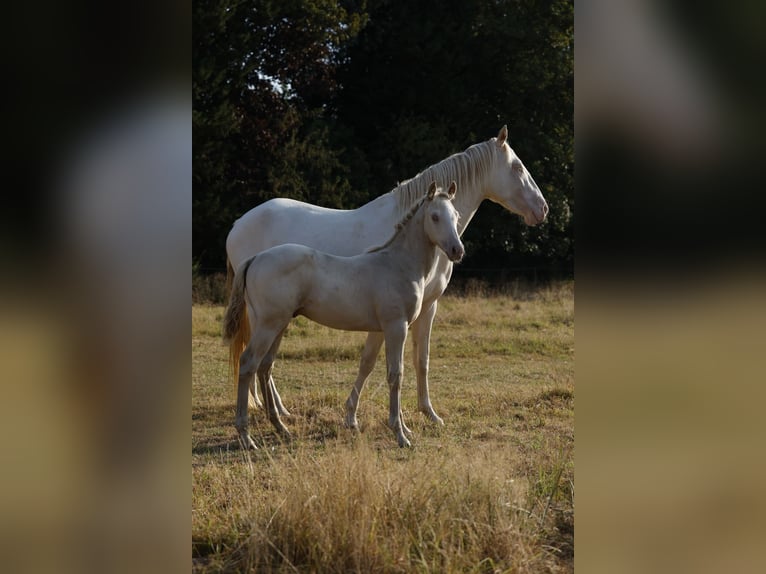 Azteca Stallone Puledri (05/2026) 158 cm Champagne in Rödinghausen