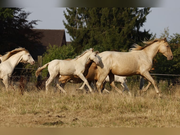 Azteca Stallone Puledri (05/2026) 158 cm Champagne in Rödinghausen
