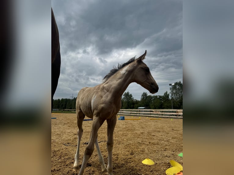 Azteca Stallone Puledri (07/2026) 160 cm Pelle di daino in Hohenems