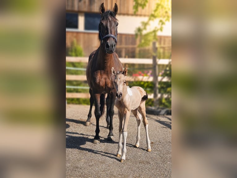 Azteca Stallone Puledri (07/2026) 160 cm Pelle di daino in Hohenems